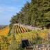 Bilder zum Wandertag am 27.10.2024 Bild 16794