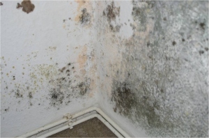 Feuchtigkeit und Schimmel in der Wohnung: Bild 15105