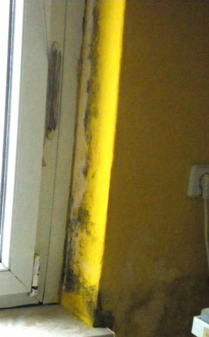 Feuchtigkeit und Schimmel in der Wohnung: Bild 15106