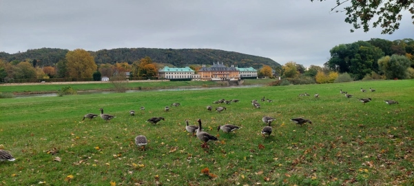 Das Schloss Pillnitz von der anderen Elbseite